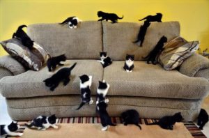 чем вывести кошачью мочу с дивана