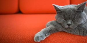 как вывести кошачью мочу с дивана