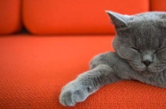 как вывести кошачью мочу с дивана